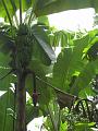 Banana Tree Bloom